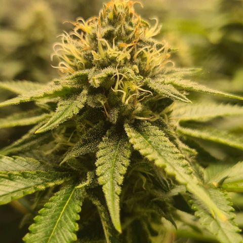 Cheese growlog timeline photo