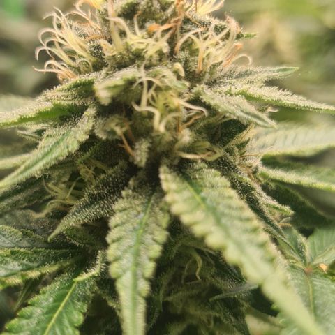 Cheese growlog timeline photo