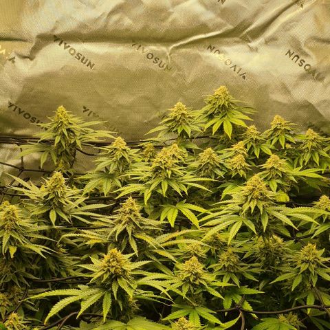 Cheese growlog timeline photo