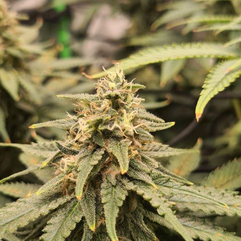 Cheese growlog timeline photo