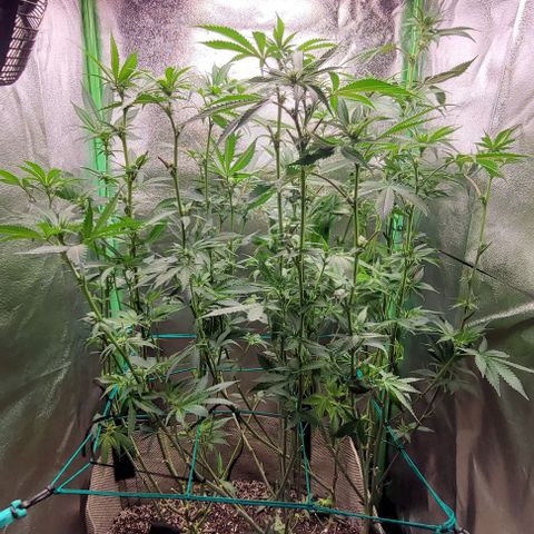 Mirella growlog timeline photo