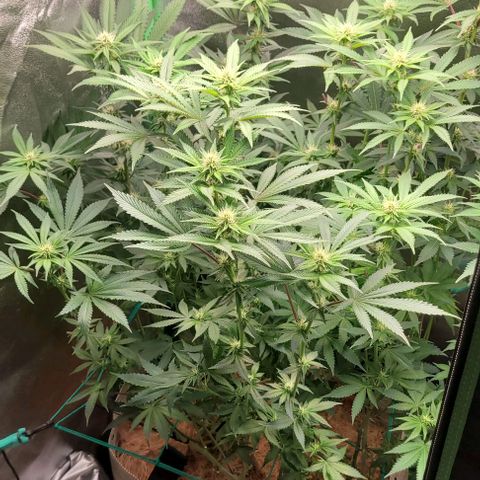 Mirella growlog timeline photo