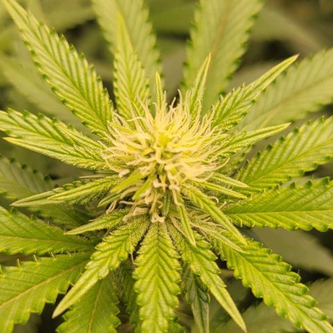 Layla growlog photo: Flower