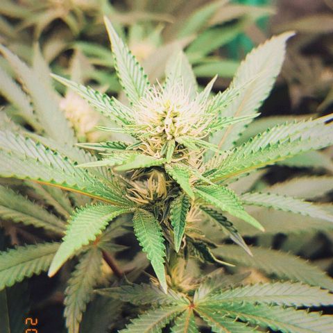 Mirella growlog timeline photo