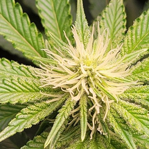 Mirella growlog timeline photo
