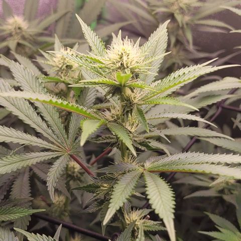 Mirella growlog timeline photo