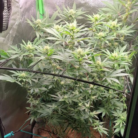Layla growlog timeline photo