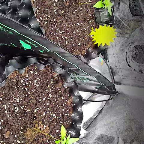 Wedding Cake growlog timeline photo