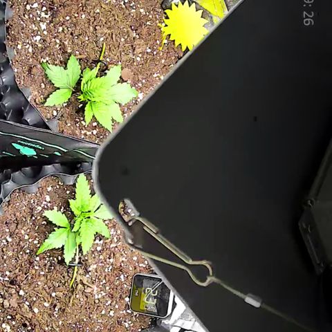 Wedding Cake growlog timeline photo