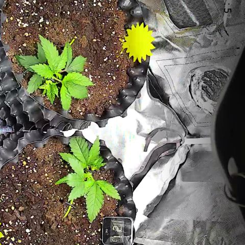 Wedding Cake growlog timeline photo