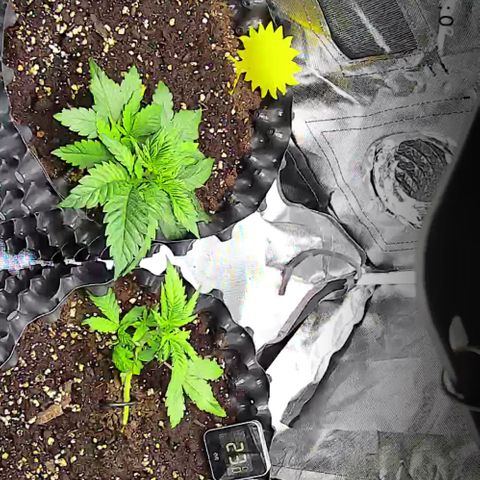 Wedding Cake growlog timeline photo