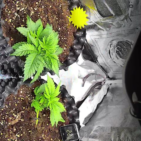 Wedding Cake growlog timeline photo