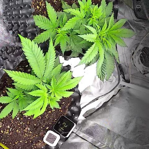 Wedding Cake growlog timeline photo