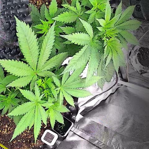 Wedding Cake growlog timeline photo