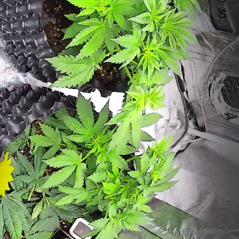 Wedding Cake growlog timeline photo