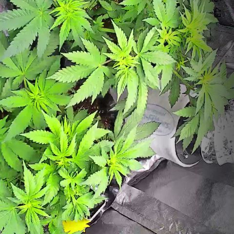 Wedding Cake growlog timeline photo