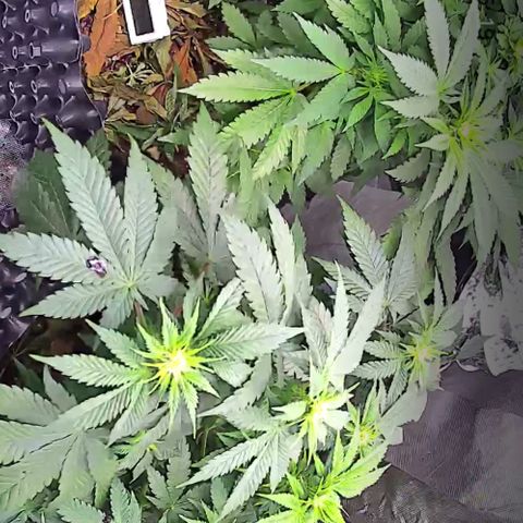 Wedding Cake growlog timeline photo