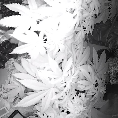 Wedding Cake growlog timeline photo