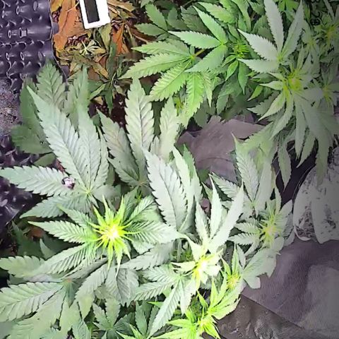 Wedding Cake growlog timeline photo