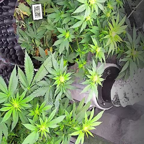 Wedding Cake growlog timeline photo