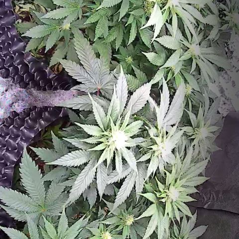 Wedding Cake growlog timeline photo