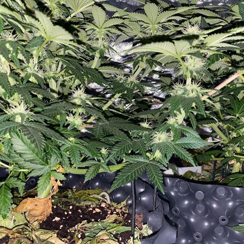 Wedding Cake growlog timeline photo