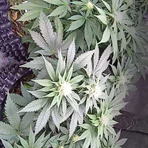Wedding Cake growlog timeline photo