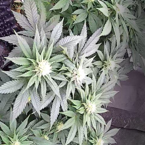 Wedding Cake growlog timeline photo