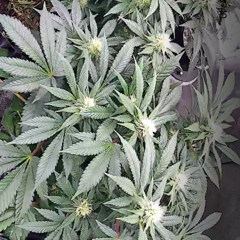 Wedding Cake growlog timeline photo