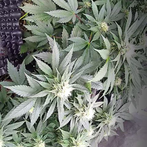 Wedding Cake growlog timeline photo