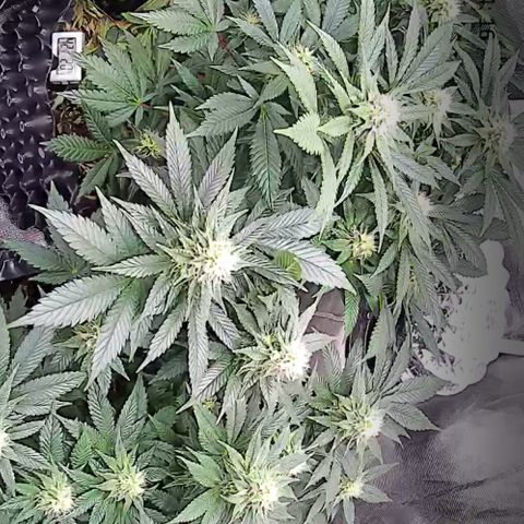 Wedding Cake growlog timeline photo