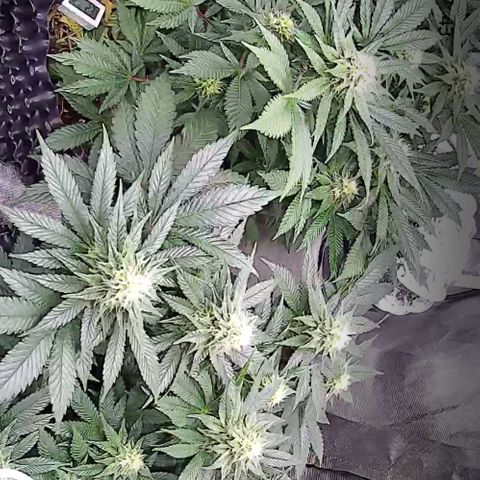 Wedding Cake growlog timeline photo