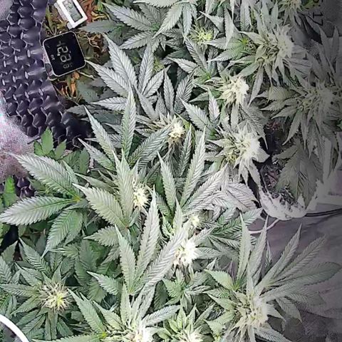 Wedding Cake growlog timeline photo