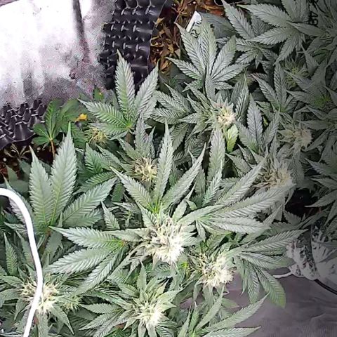 Wedding Cake growlog timeline photo