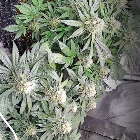 Wedding Cake growlog timeline photo