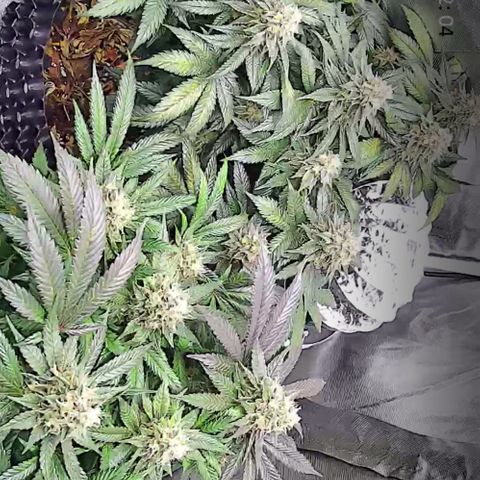 Wedding Cake growlog timeline photo