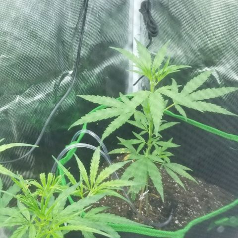 Pedro growlog timeline photo