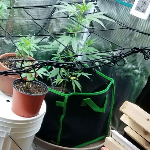 Pedro growlog timeline photo