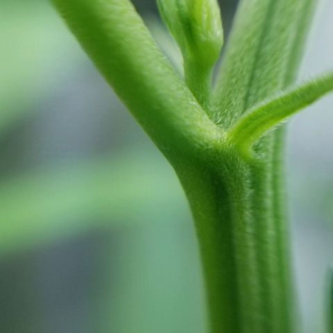 Pedro growlog timeline photo