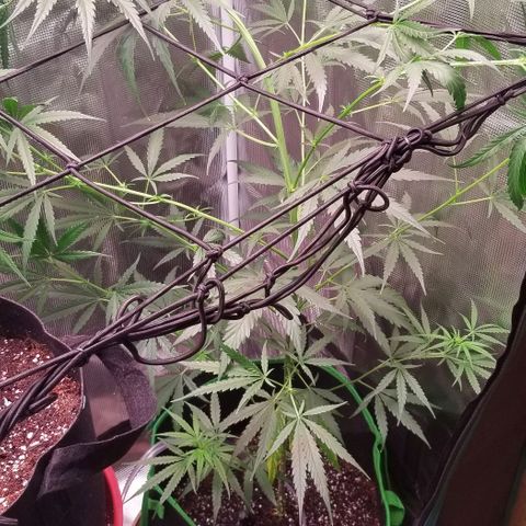 Pedro growlog timeline photo