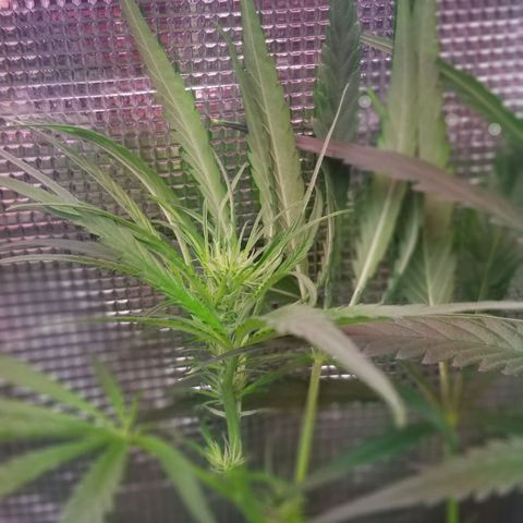 Pedro growlog timeline photo
