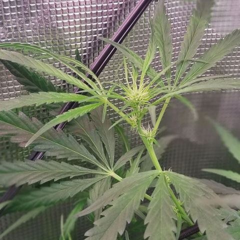 Pedro growlog timeline photo
