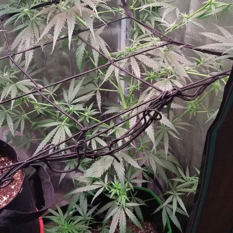 Pedro growlog timeline photo
