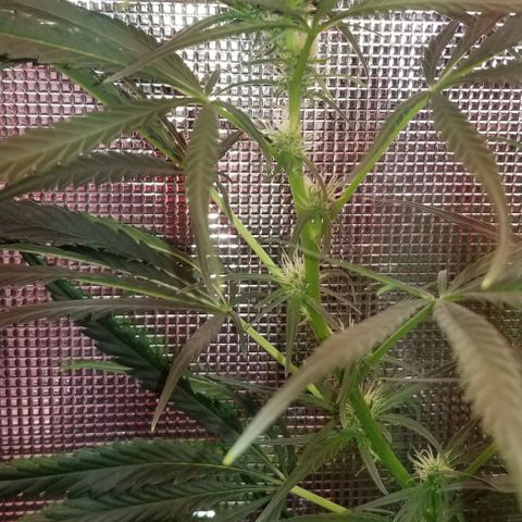 Pedro growlog timeline photo