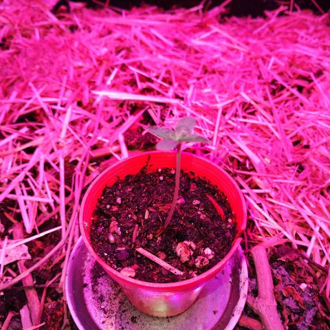 CBD Charlotte's Angel  growlog timeline photo