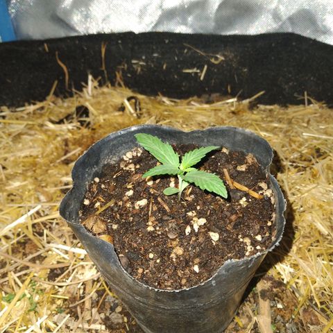 CBD Charlotte's Angel  growlog timeline photo