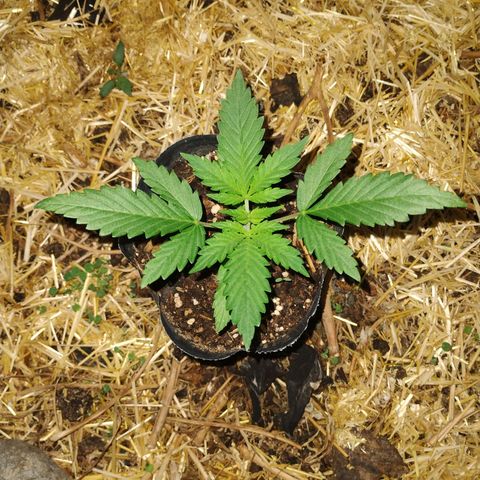 CBD Charlotte's Angel  growlog timeline photo