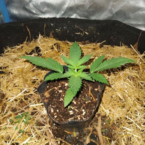 CBD Charlotte's Angel  growlog timeline photo