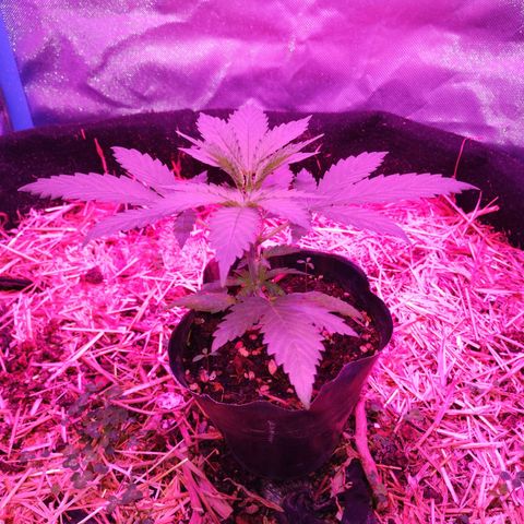 CBD Charlotte's Angel  growlog timeline photo