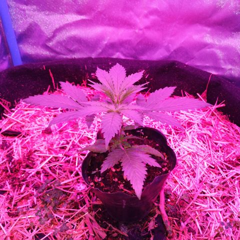 CBD Charlotte's Angel  growlog timeline photo